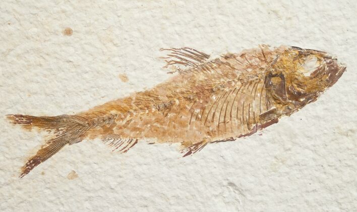 Knightia Fossil Fish - Wyoming #10915